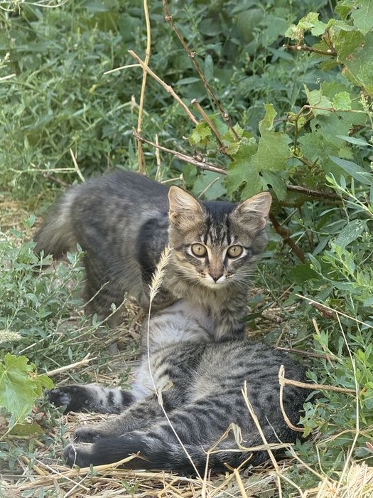 Отдам котят в добрые руки!