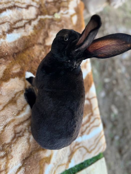 Кролик рекс чорни пантера самец 8 ойлик