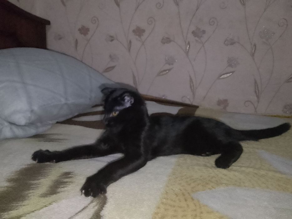отдам котёнка в добрые руки