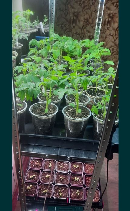 Расада разных сортов и видов