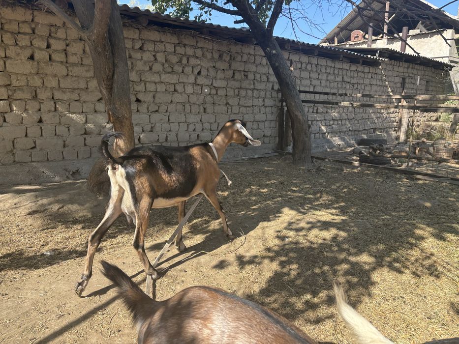 2 теке мен ешкілер сатылады