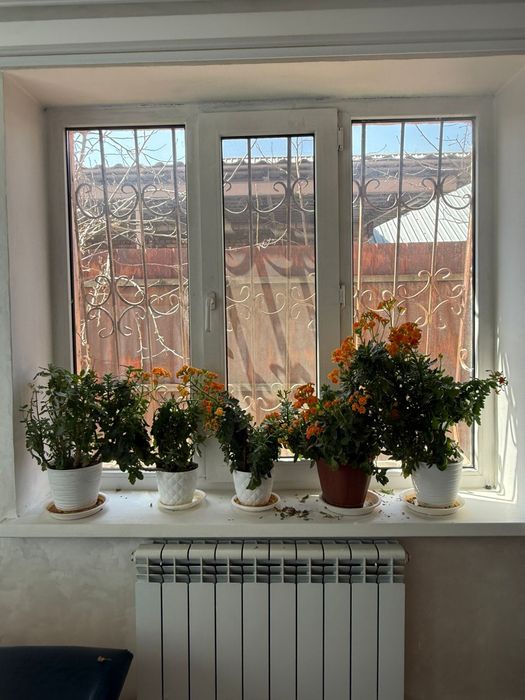 Домашние комнатные цветы