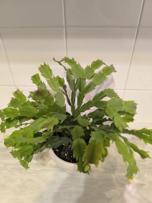 Декабрист белый продам