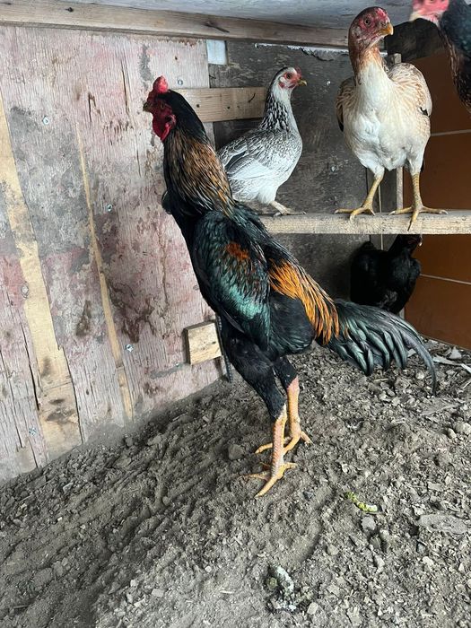 Дакан бойцовый петух