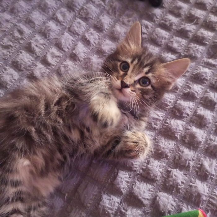 Отдам котят в добрые руки