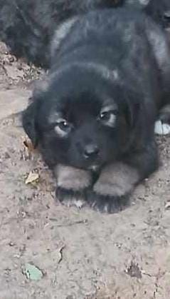 Mascul de caucazian rasă pură