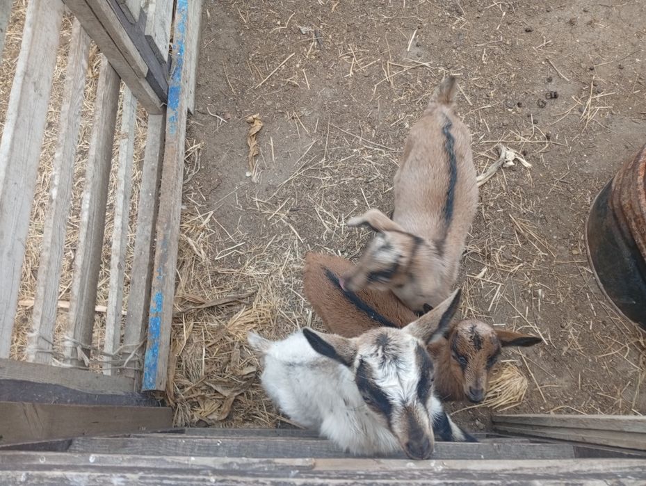 Продаются козлята