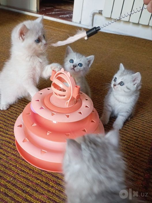 Skottish strayt mushukchalar sotiladi  1 yarim oylik