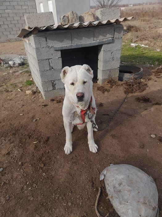 Olabay iti suroshni sotiladi