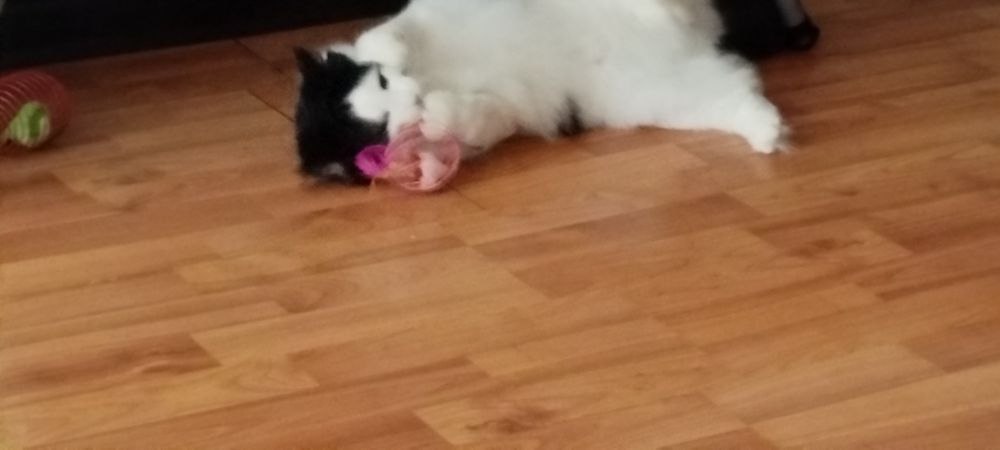 Кошечка ищем любящею семью