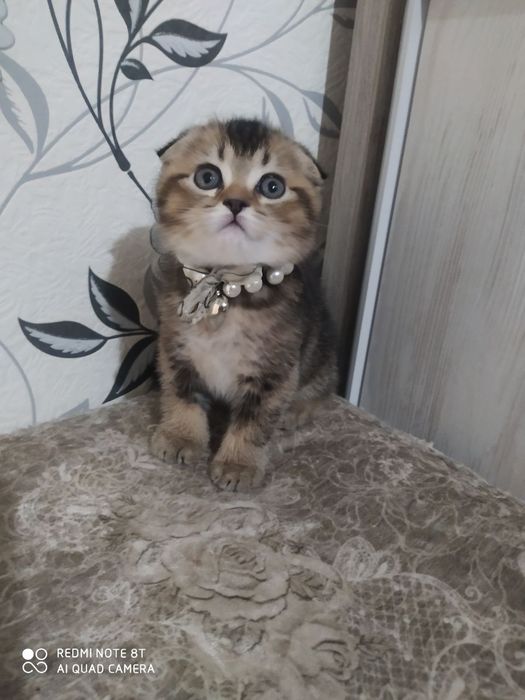 Ветеринар. Первая медицинская помощь