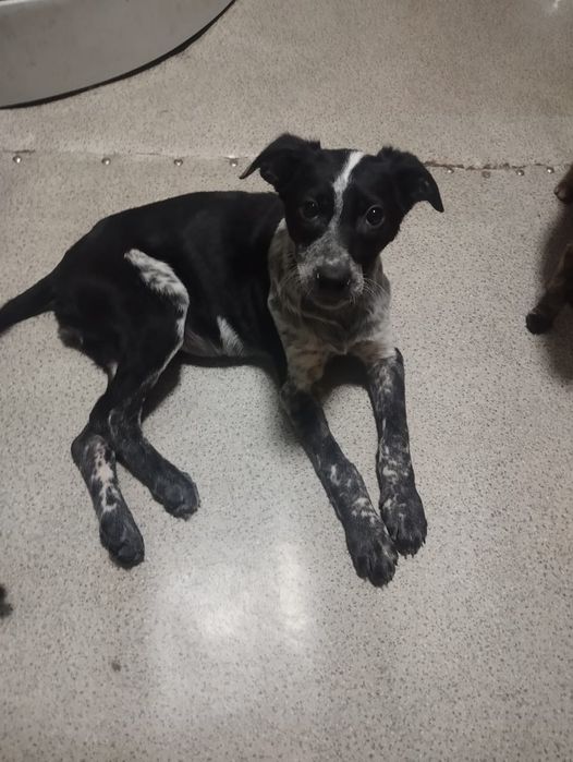 Отдам щенка в надёжные руки