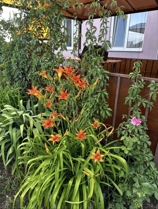 Ирис и Лилия продам луковицу