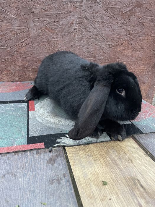 Iepure Berbec German (mascul) negru