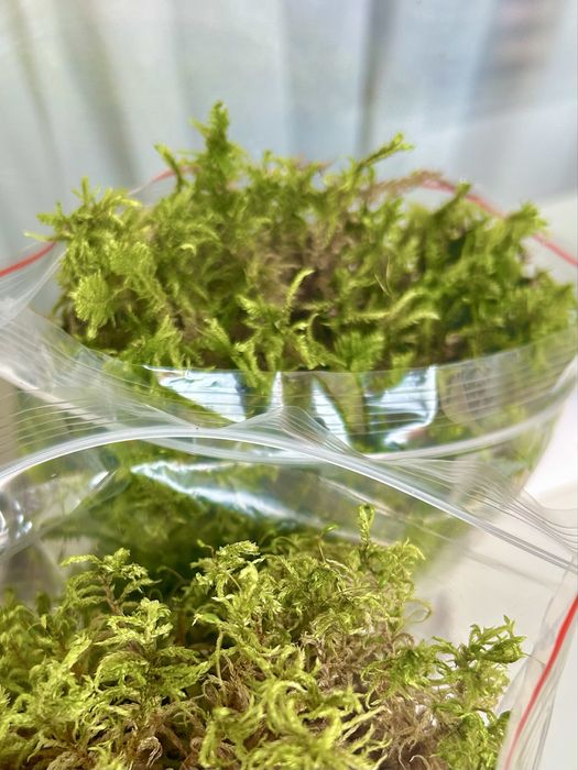 Мох для улиток