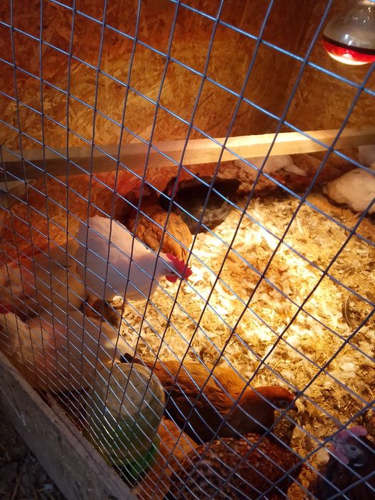 Продам домашних курей