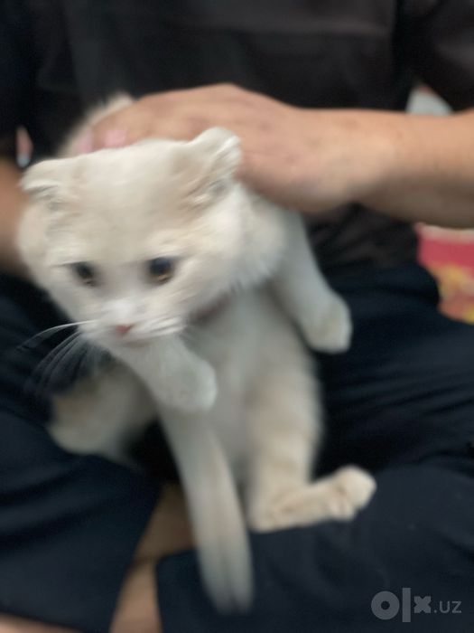 Mushuk zoti Scottish Fold yoshi 8 oylik