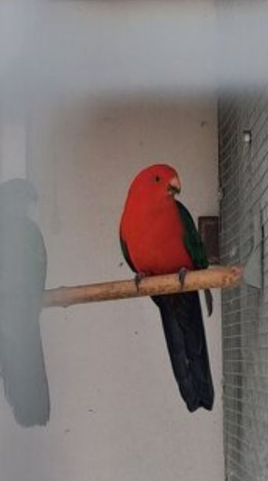 Папагали на добри цени