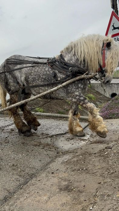 Vând armăsar cuminte 6 ani