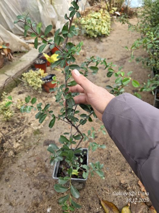 Пироканта кучатлари оптом