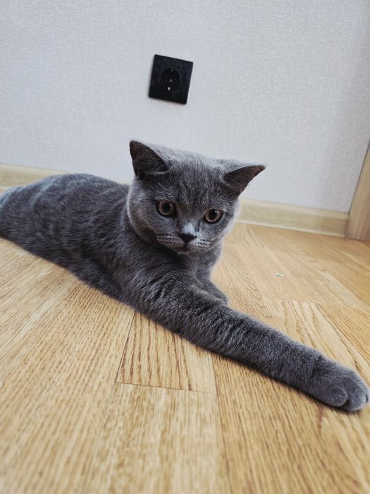 Продам котенка девочка британец