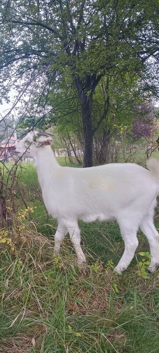 Iadă sannen de 10 luni