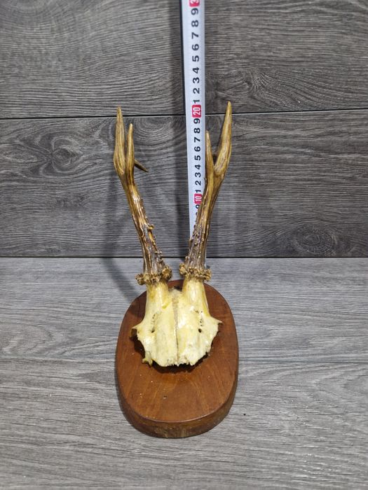 Рога и черепи с рога от сръндак