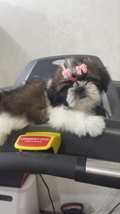 Шикарные щенки ши-тцу документы фци