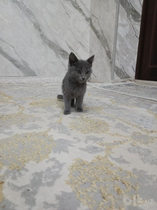 Mushuklar 3-oy ,,,
