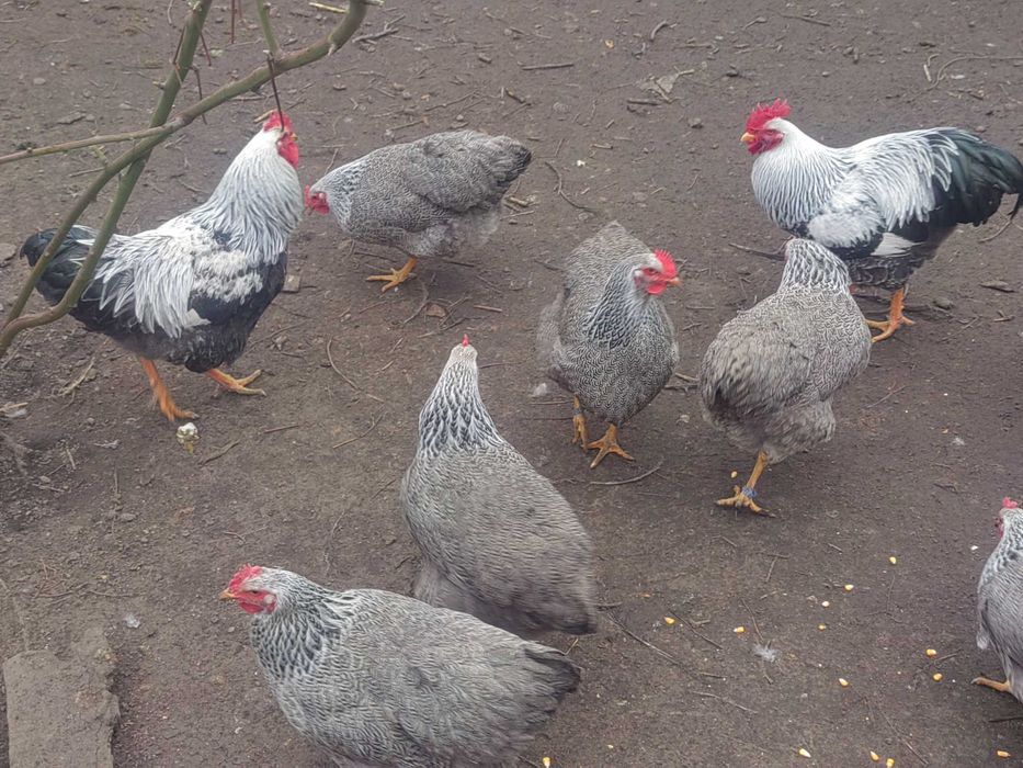 Oua de plymuth arginti