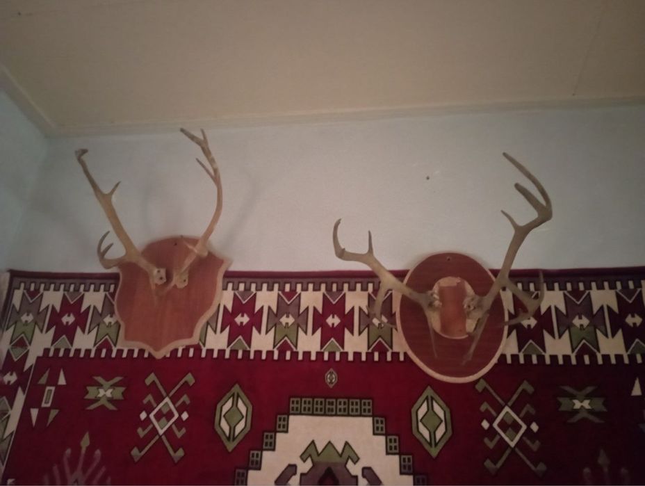 Срочно продается животные для музея