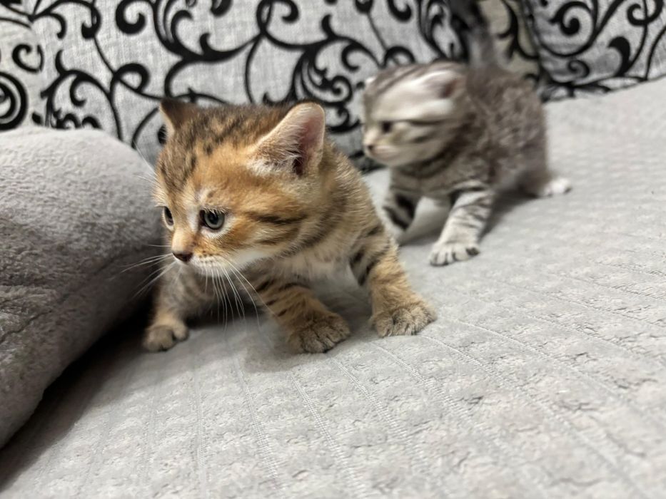 Вислоухий шотландец