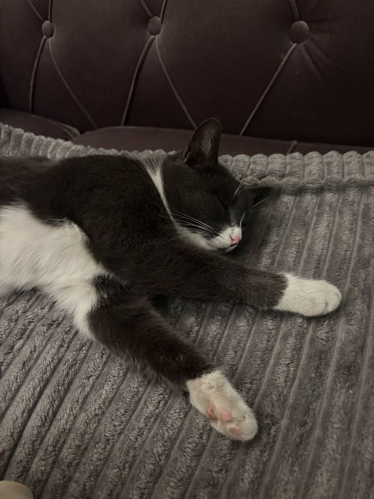 Ищем дом кошечке!