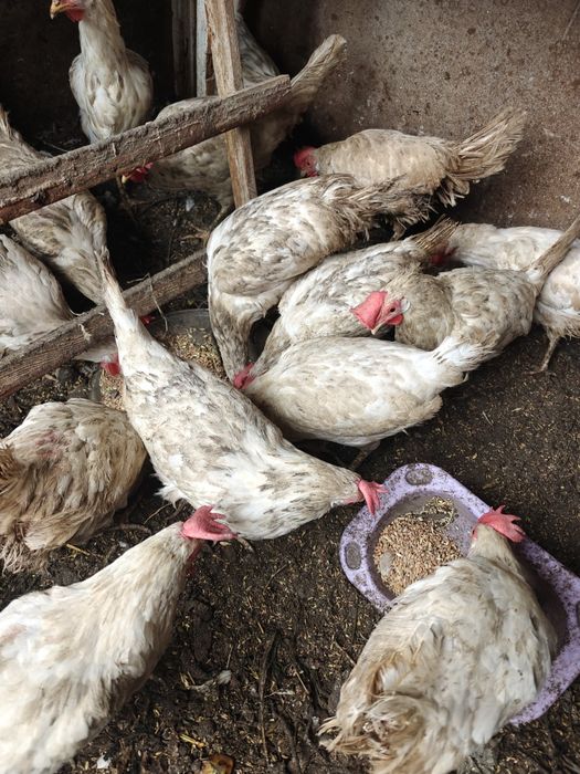 Продам кур леггорн
