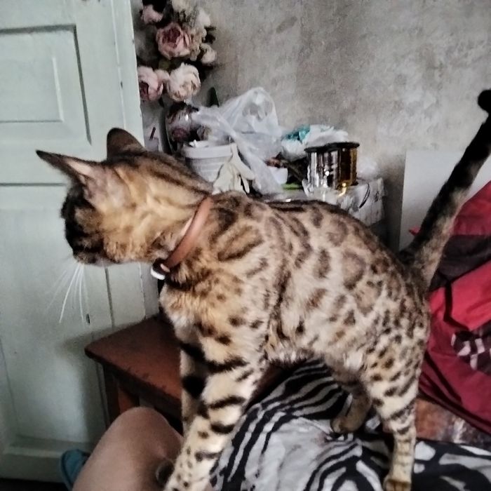 Продам бенгальская кошка