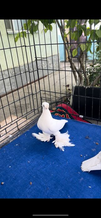 Белый пара плод есть