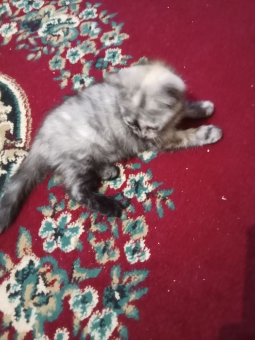 Котенок 2 с половины месяца , девочка