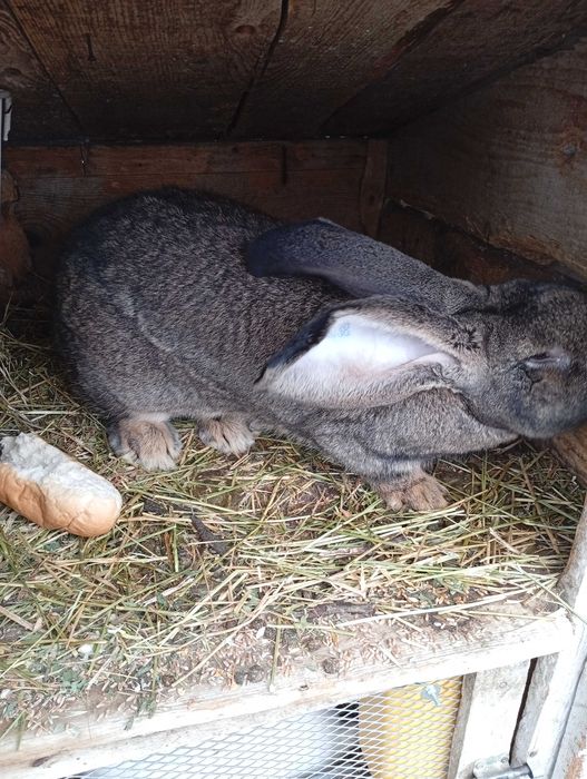 Vând  pereche de iepuri uriaș german