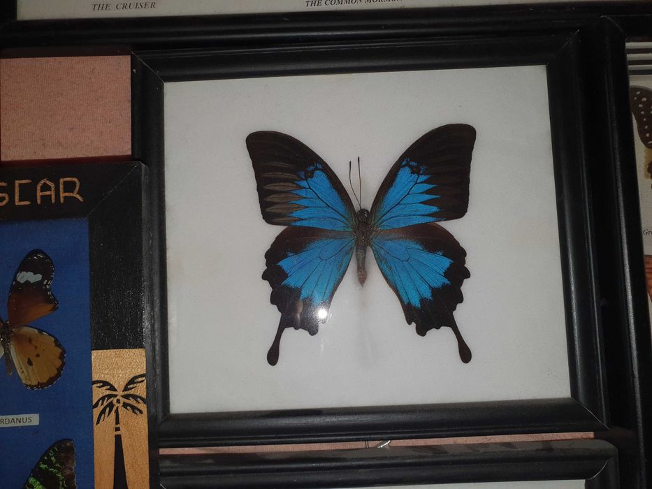 Истински пеперуди - в рамка