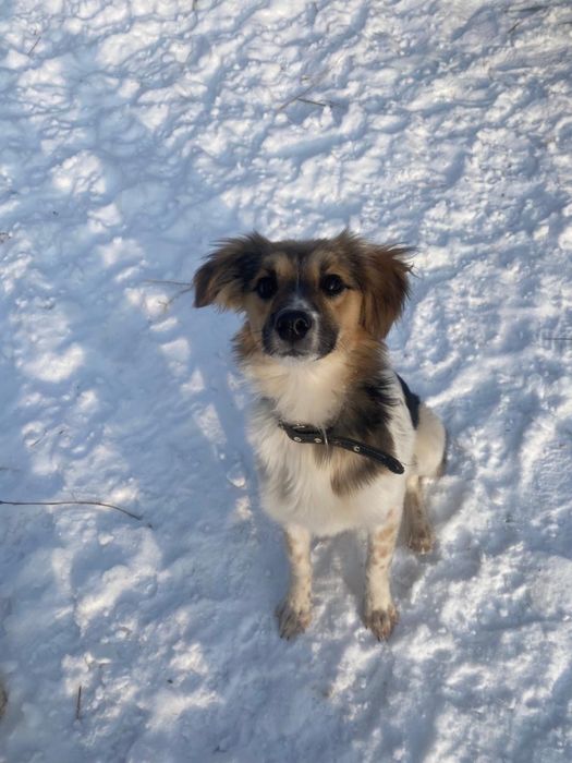 Отдадим щенков в хорошие руки