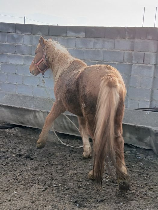 Жылқы ,кабыла,бие аткормда тұр