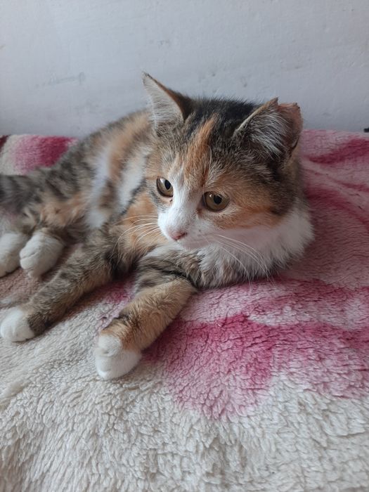 Отдадим в добрую семью