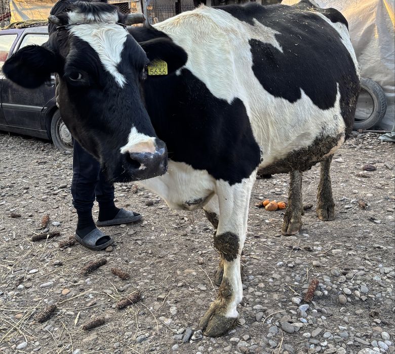 Vand vaca de lapte