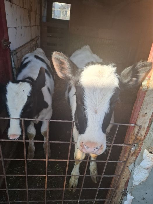 Vand vitea si tauras