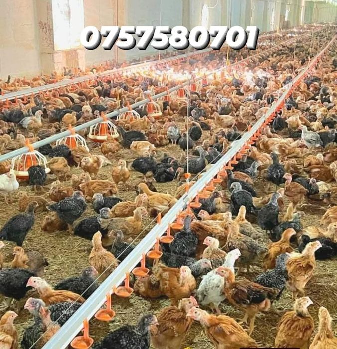 Ferma pui râmnicelu