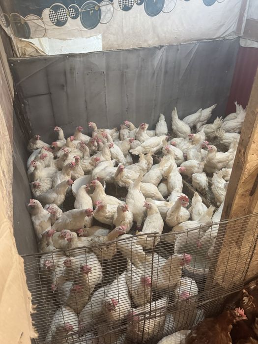 Продаются куры несушки