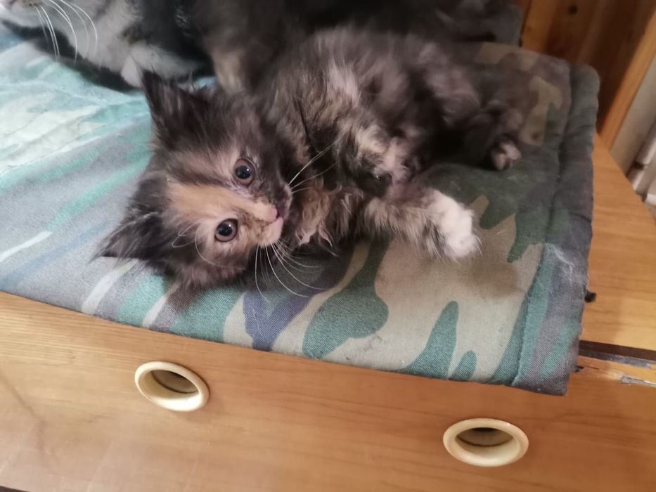 Отдам котят в добрые руки