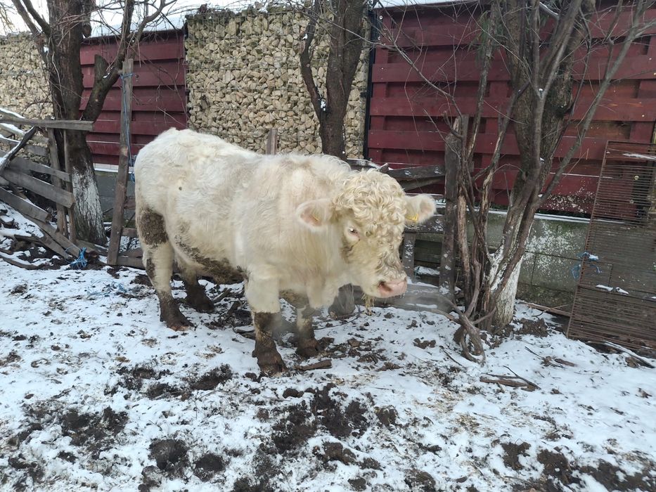 Vand taur reproductie