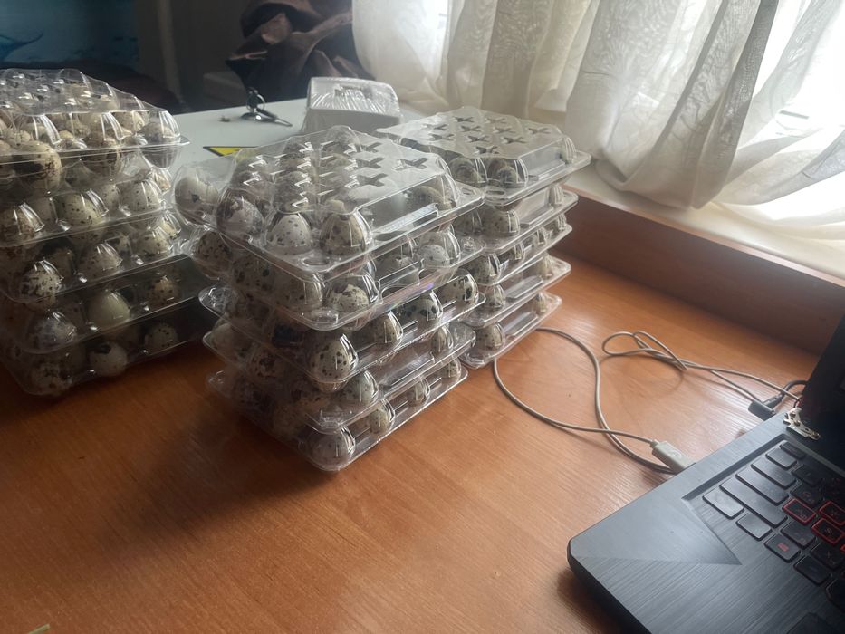 Яйца перепелийные