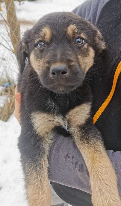 Donez cățeluși pentru vremuri bolojenești - model austeritate 2026